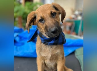 KOREL - bezauberndes Hundekind auf Familiensuche!