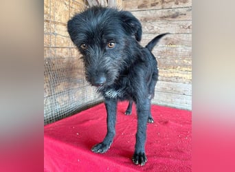 liebenswerte LUNA - 1 Jahr, 40cm/9kg - Schnauzer-Mix
