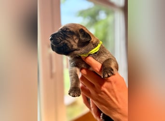 Wurf Cane Corso/Flat & Broholmer