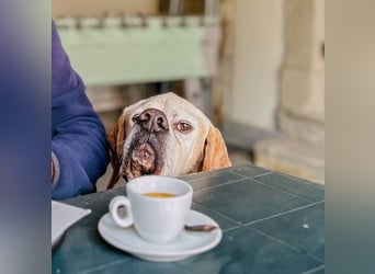 Leo - wunderbarer, lieber Pointer