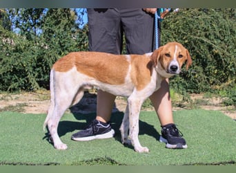 Arnie, Mix Labrador / Podengo