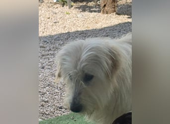 Lola, eine zauberhafte Hündin