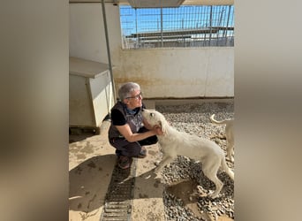Wayne: er wäre gerne ein Familienhund