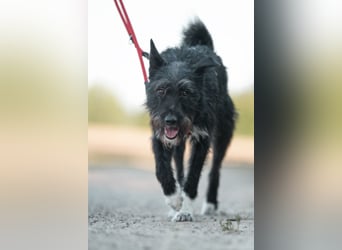 Süsse Phoebe sucht ihr Für-Immer-Zuhause!