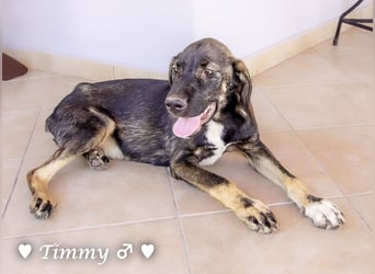 Adam, Ajax und Timmy suchen ein Zuhause