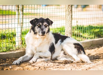 Oriol, Mix Schnauzer / Podengo, lieb und verträglich