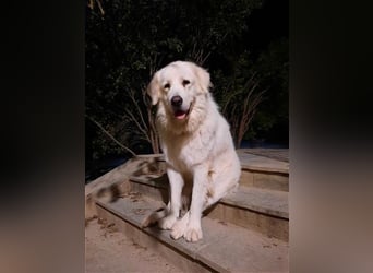 Mr. White: Ein liebevoller XXL-Teddybär sucht ein Zuhause zum Kuscheln