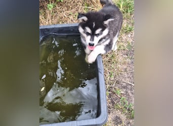 Welpen Alaska Malamute- Husky Mix