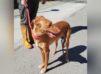 ❤️CANELA❤️