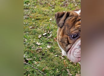 Big Boy Bruno Vom Örmser Bahnhof sucht sein Zuhause