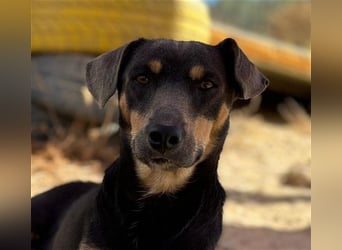 TINO- fröhlicher Bub, der Mensch und Hund richtig super findet