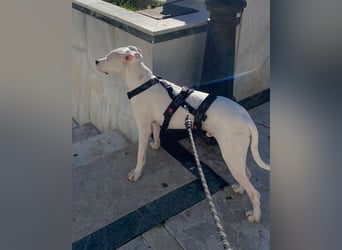 Pai (Spanien) – wunderschöner Dogo Argentino-Bub sehnt sich nach seiner Familie