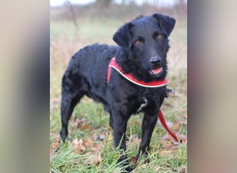 Feiner, kleiner Jungrüde Bono ❤️ Jagdterrier- und Kroatischer Schäfi-Mix