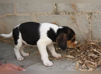MICKY-ruhiges, freundliches, neugierig, gelassenes Hundemädchen sucht ihr liebevolles Zuhause