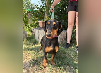 Der kleine Tivald sucht ein Zuhause