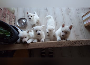 Welpen Weiße Schweizer Schäferhunde