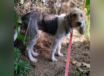 Elly - HAT  INTERESSENTEN- vorsictige Prinzessin sucht ihre erfahrenen Menschen mit Geduld und Liebe