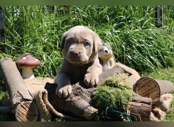 Labrador Welpen mit Ahnenpass