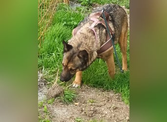 Zoey-die Anschmiegsame sucht Zuhause!