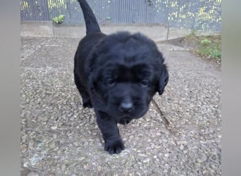 Labrador Welpen mit Ahnentafel