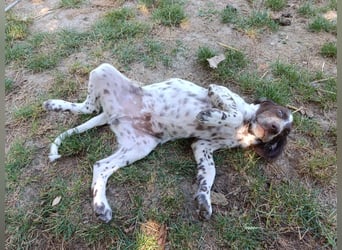 English setter Rüde