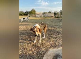 Simba - wer gibt dem lieben Rüden eine Chance