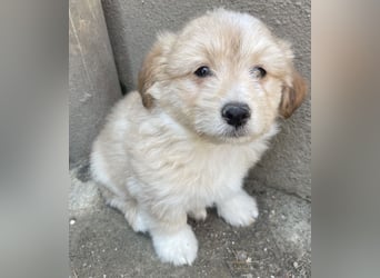 Sammy, geb. ca. 03/2025, lebt in GRIECHENLAND, auf einer privaten Pflegestelle