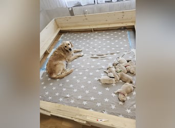 Golden Retriever Welpen mit Ahnentafel