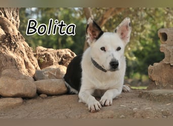 Zeigen Sie Bolita das Leben?