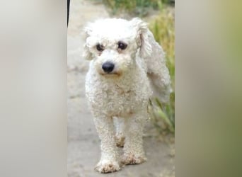 Bilbo, Bichon Frisé Mischling