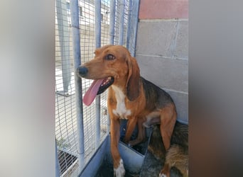 Durbans – raus aus dem Tierheim und eine Heimat finden…...