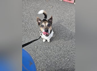 Milo - aktiver Senior sucht Zuhause