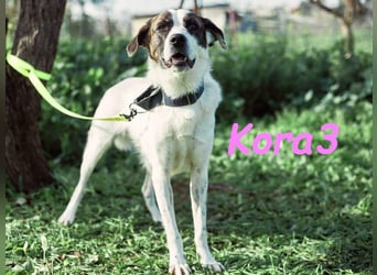 Kora3 08/2019 (ESP) - verspielte und kluge Boxer Mix Hündin!