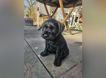 Zwergschnauzer Welpe schwarz Hündin