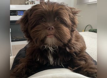Shih-Tzu-Bolonka Welpen
