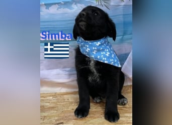 Simba,geb.02/25,griech.Hütehundebub sucht seine Familie,bereits auf PS in 66557 Illingen