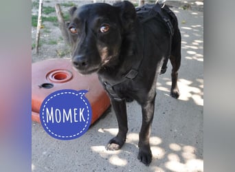 Momek ein kleiner Schatz