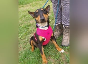 Bella 3, Miniatur Bullterrier Mischling