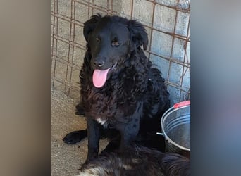 GONZALES❤️ liebenswerter, agiler und neugieriger Kroatischer Schäferhund-Mix