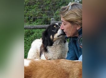 Freundlicher Peppe sucht seine Familie