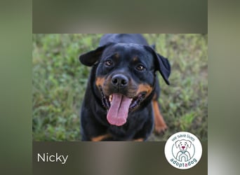 Nicky – starke Hündin sucht Partner fürs Leben