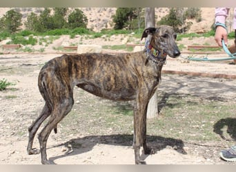 CORA-zarte Galgo-Seele auf der Suche nach einem liebevollen Zuhause