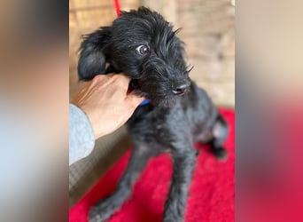 ❤️ zarter kleiner NEGRO - 6 Monate, 3cm/5,5kg - Schnauzer-Mix