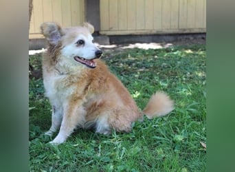 Lumpi, Mischling, geb. 2013, rüstiger Rentner möchte einmal Familienhund sein