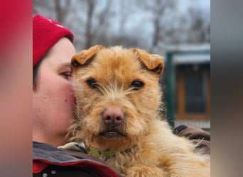 Livi- bezaubernde Hundedame auf der Suche nach einer Familie