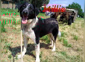 Millie geb. 09/2024 (GRC) - sanfte, verschmuste und verspielte Junghündin!