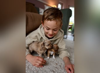 Supersüßes Mini Chihuahua Mädchen