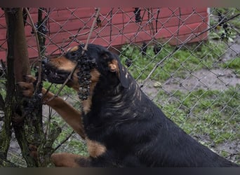 Grinsebacke BRAVEHEART sucht ihre Herzensmenschen