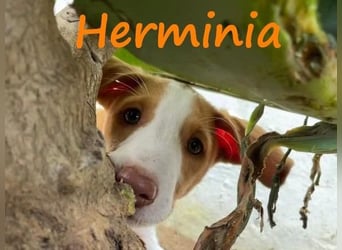 Herminia geb. 03/2025 (ESP) - menschenbezogene Podenco Ibicenco Welpin!