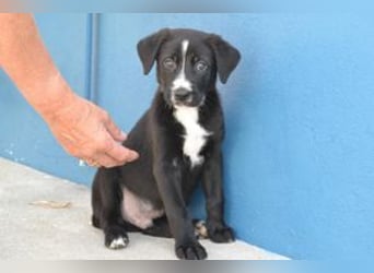Der kleine Oreo braucht ein liebevolles Zuhause